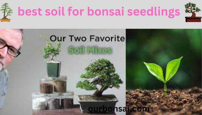 Best Soil For Bonsai Seedlings