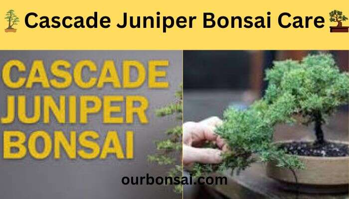 Cascade Juniper Bonsai Care