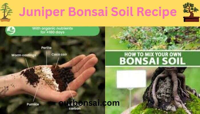 Juniper Bonsai Soil Recipe