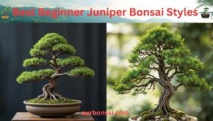 Beginner Juniper Bonsai Styles