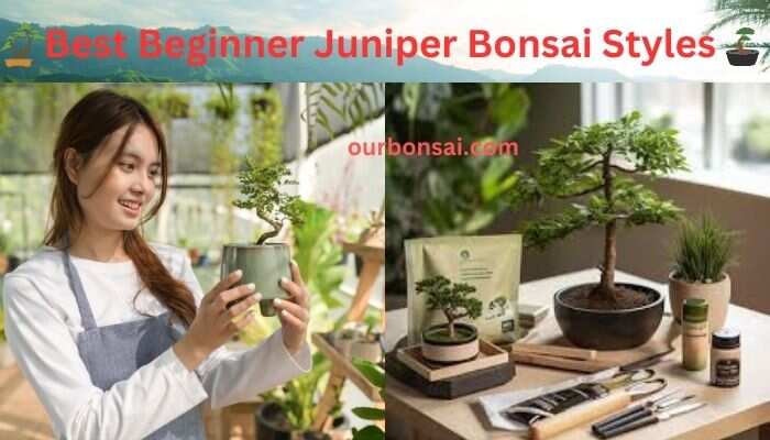 Beginner Juniper Bonsai Styles