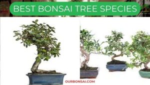 Best Bonsai Tree Species