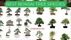Best Bonsai Tree Species
