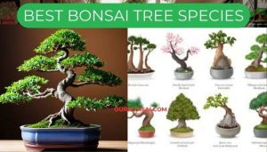 Best Bonsai Tree Species