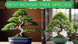 Best Bonsai Tree Species