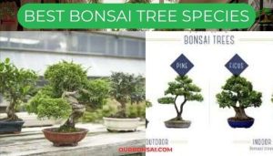 Best Bonsai Tree Species
