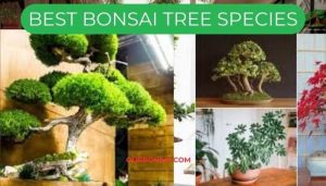 Best Bonsai Tree Species