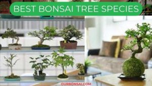 Best Bonsai Tree Species