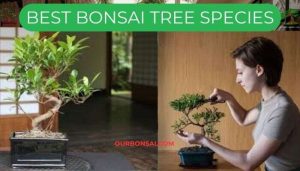 Best Bonsai Tree Species