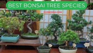 Best Bonsai Tree Species