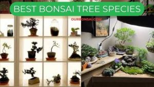 Best Bonsai Tree Species