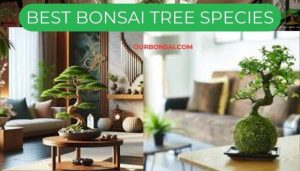 Best Bonsai Tree Species