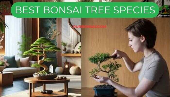 Best Bonsai Tree Species