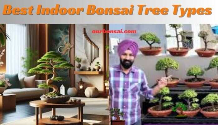 Best Indoor Bonsai Tree Types