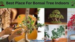 Best Place For Bonsai Tree