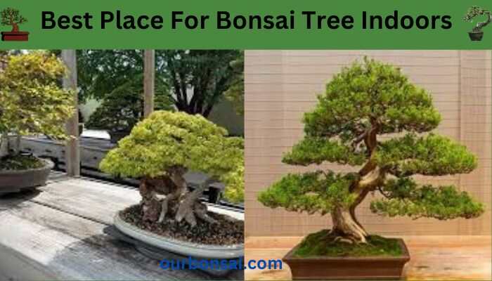 Best Place For Bonsai Tree