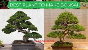 Bonsai Plant Guide For Beginners