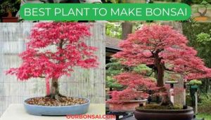 Best Plant To Make Bonsai