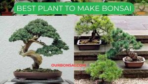 Best Plant To Make Bonsai