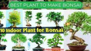 Best Plant To Make Bonsai