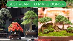 Best Plant To Make Bonsai
