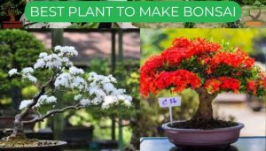 Best Plant To Make Bonsai