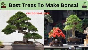 Best Trees To Make Bonsai