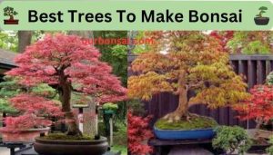 Best Trees To Make Bonsai