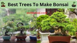 Best Trees To Make Bonsai