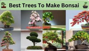 Common Trees For Bonsai