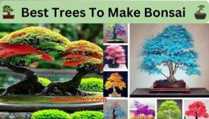 Best Trees To Make Bonsai