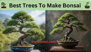 Best Trees To Make Bonsai