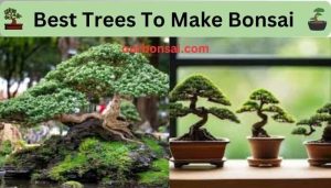Best Trees To Make Bonsai