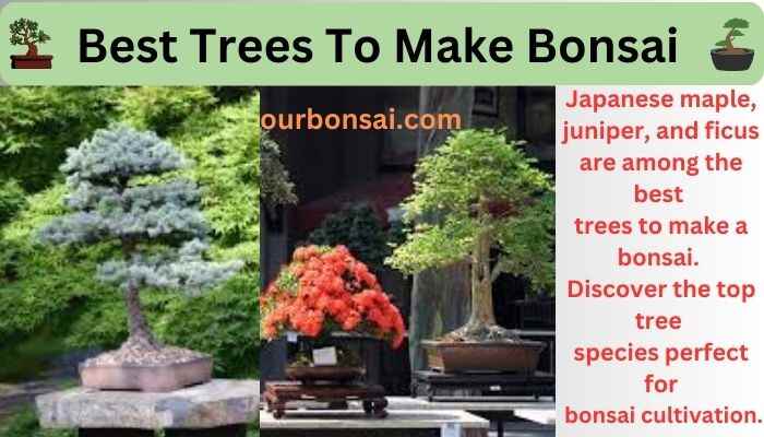 Best Trees To Make Bonsai