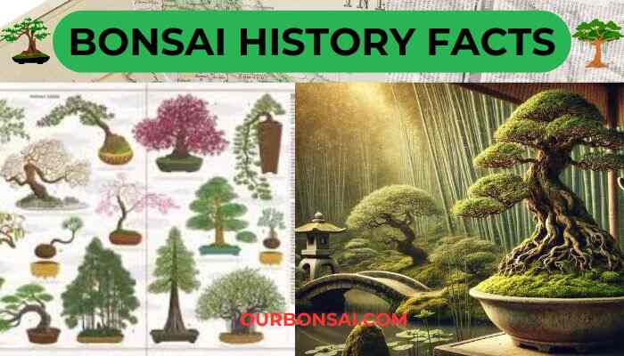 Bonsai History Facts
