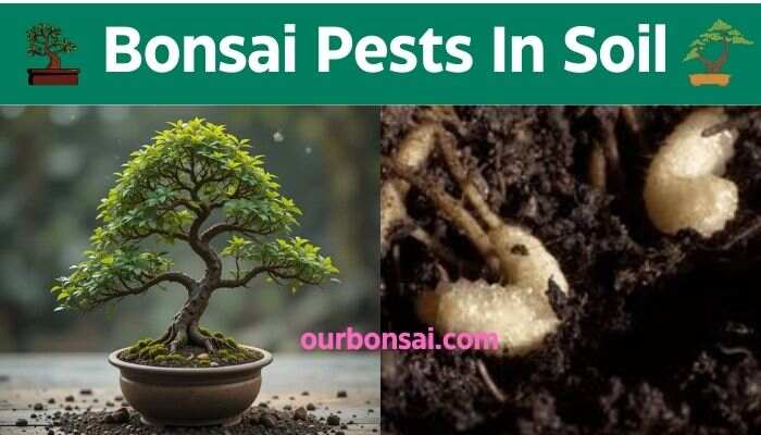 Bonsai Pests In Soil