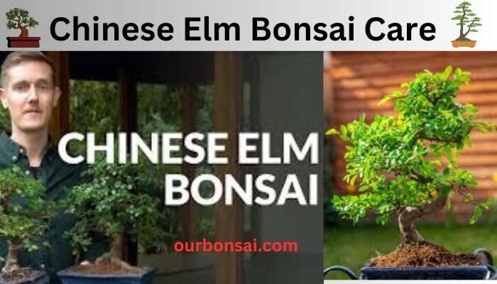 Chinese Elm Bonsai Care