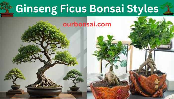 Ginseng Ficus Bonsai Styles