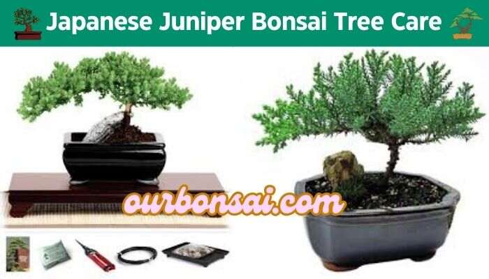 Japanese Juniper Bonsai Tree Care