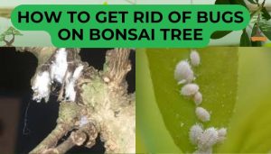 Get Rid Of Bugs On Bonsai Tree