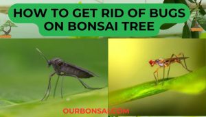 How To Get Rid Of Bugs On Bonsai Tree