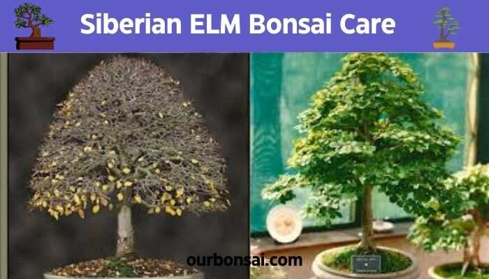 Siberian Elm Bonsai Care