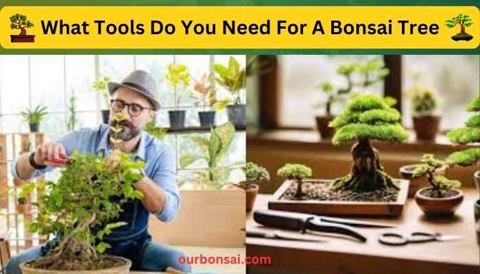 What Tools Do You Need For A Bonsai Tree