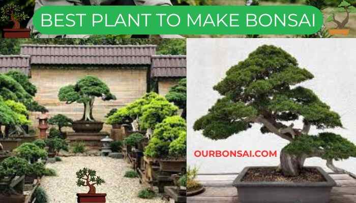 Best Plant To Make Bonsai
