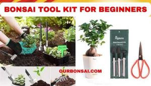 Bonsai Tool Kit For Beginners