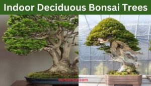 Indoor Deciduous Bonsai Trees