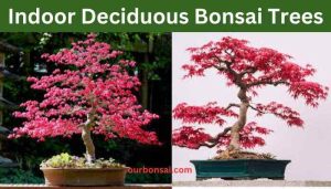 Indoor Deciduous Bonsai Trees