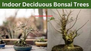 Indoor Deciduous Bonsai Trees