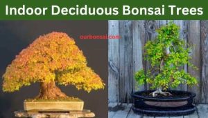 Indoor Deciduous Bonsai Trees
