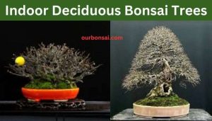 Indoor Deciduous Bonsai Trees